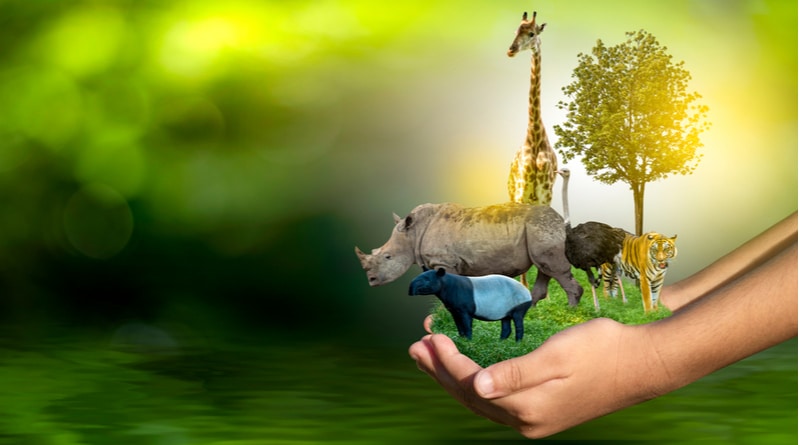 چگونه می توانم به حیات وحش در طبیعت احترام بگذارم؟