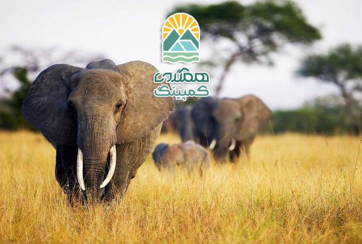 همه چیز در مورد حیات وحش آفریقا
