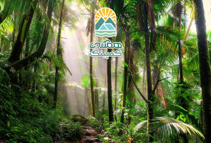 جنگل های بارانی، قلب سبز کره زمین