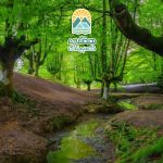 نکات مهم برای حضور در جنگل، راهنمایی برای تجربه‌ای ایمن و لذت‌بخش