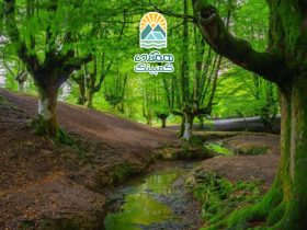 نکات مهم برای حضور در جنگل، راهنمایی برای تجربه‌ای ایمن و لذت‌بخش
