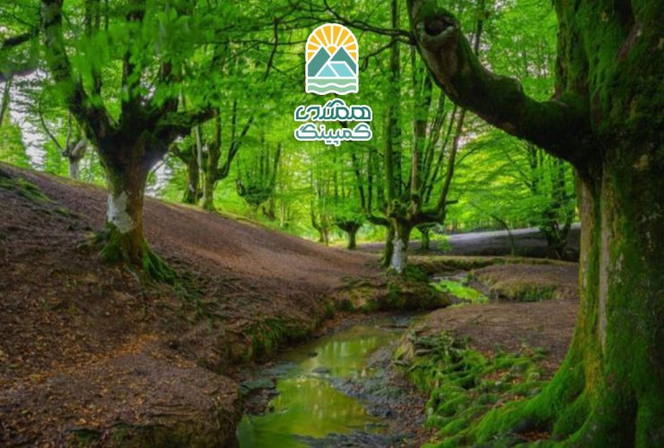 نکات مهم برای حضور در جنگل، راهنمایی برای تجربه‌ای ایمن و لذت‌بخش
