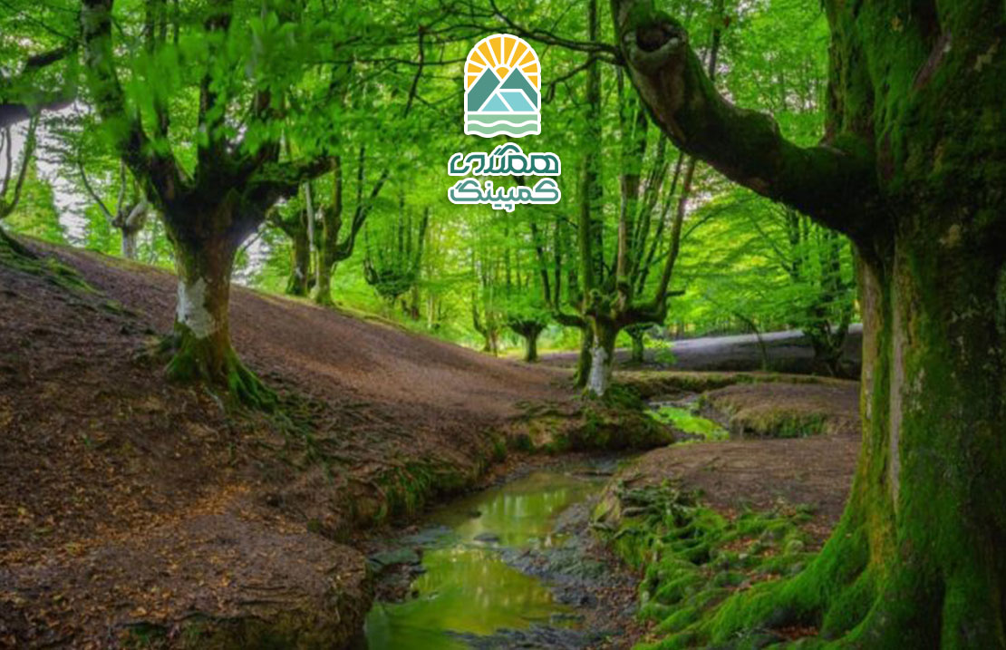 نکات مهم برای حضور در جنگل، راهنمایی برای تجربه‌ای ایمن و لذت‌بخش