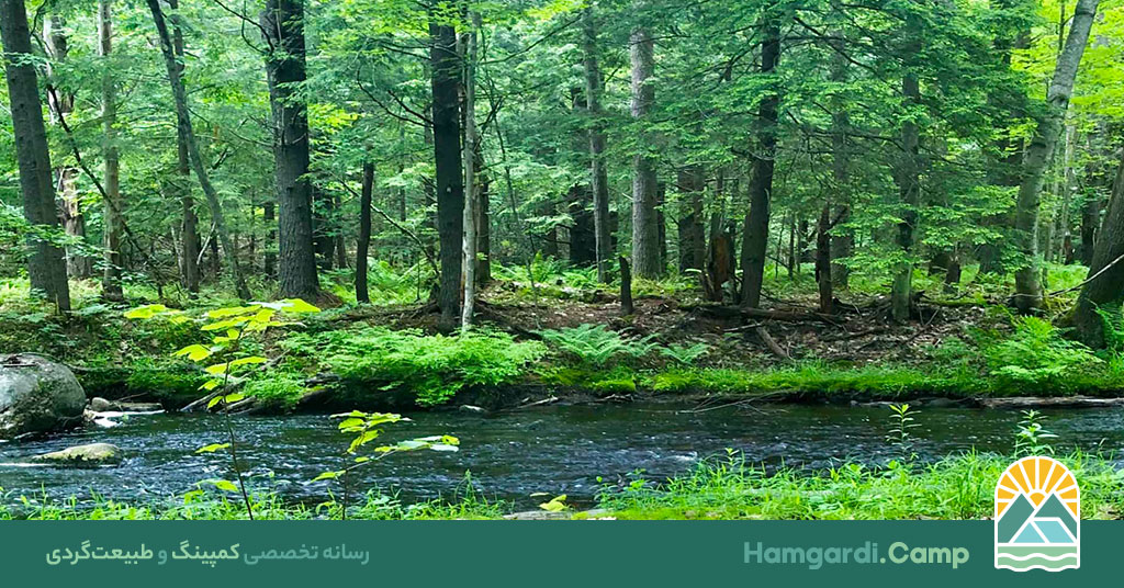 تابستان در جنگل، یک سفر به دنیای سبز و پر از زندگی