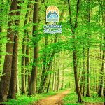 تابستان در جنگل، یک سفر به دنیای سبز و پر از زندگی