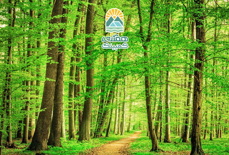 تابستان در جنگل، یک سفر به دنیای سبز و پر از زندگی