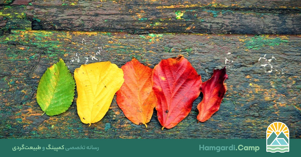 همه چیز در مورد سبک زندگی سبز