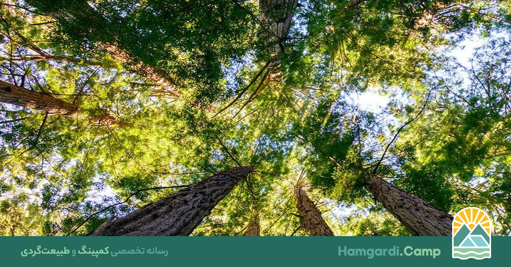 ارتباط معنوی با دنیای طبیعی: راهی به سوی آرامش و آگاهی
