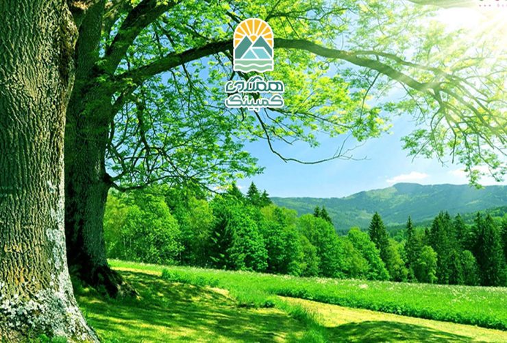 تاثیر طبیعت بر ذهن: آرامش، شفا و رشد روانی
