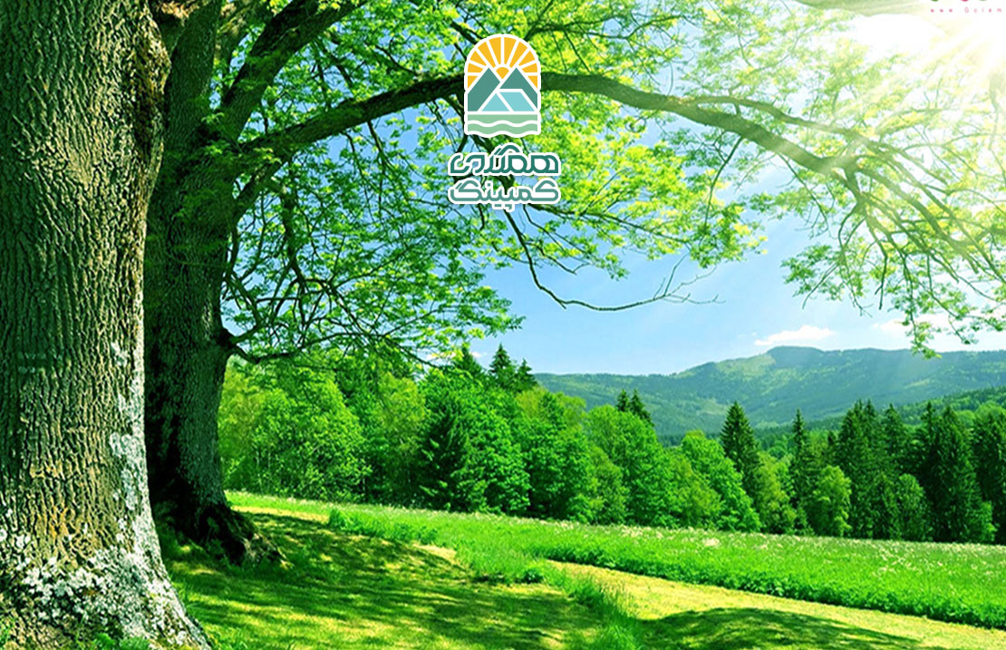 تاثیر طبیعت بر ذهن: آرامش، شفا و رشد روانی