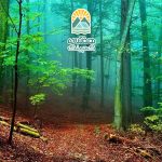 حس بیداری در طبیعت: تجربه‌ای از آگاهی و تجدید نیرو