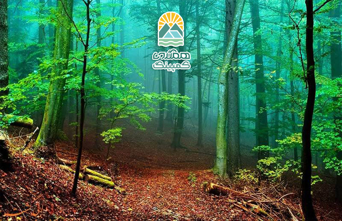 حس بیداری در طبیعت: تجربه‌ای از آگاهی و تجدید نیرو