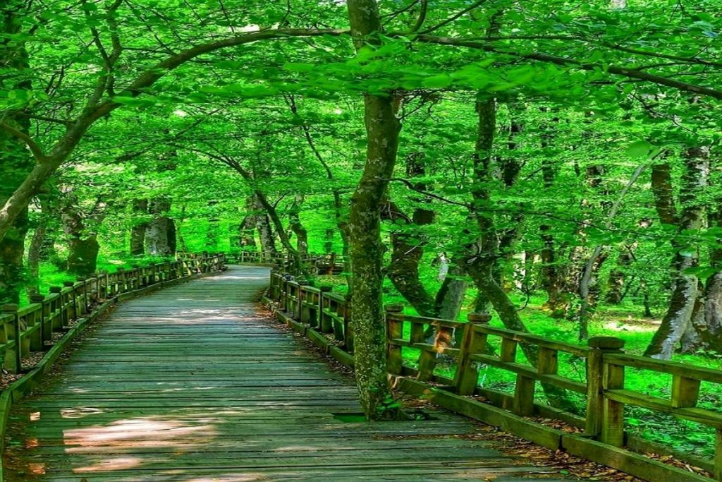 کمپینگ در جنگلهای شمال