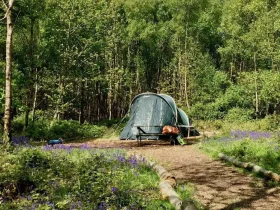 کمپینگ در جنگلهای شمال