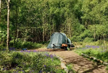 کمپینگ در جنگل‌های شمال