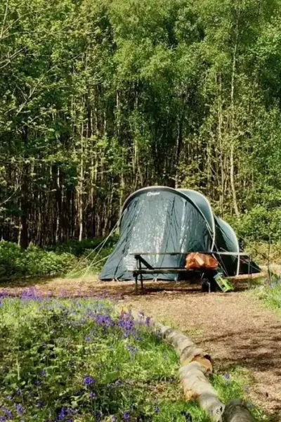 کمپینگ در جنگلهای شمال
