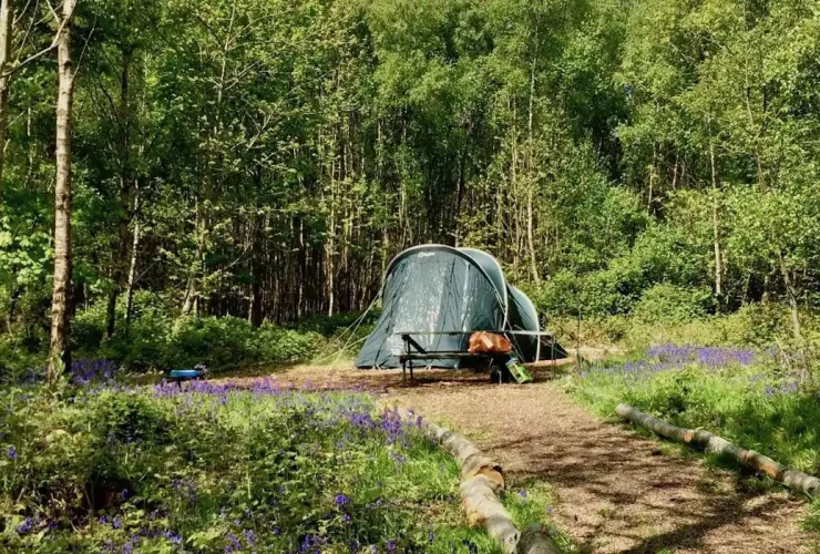 کمپینگ در جنگل‌های شمال